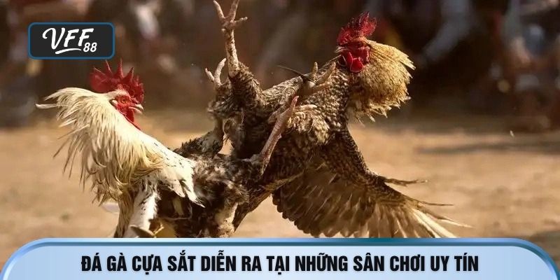 Đá gà cựa sắt diễn ra tại những sân chơi uy tín