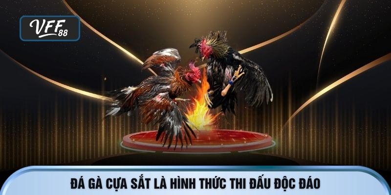 Đá gà cựa sắt là hình thức thi đấu độc đáo