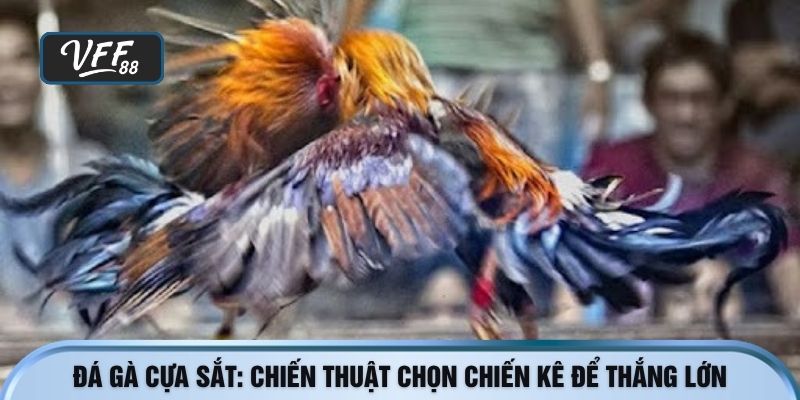 đá gà cựa sắt