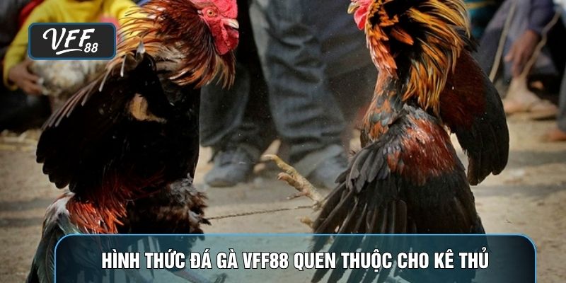 Hình thức đá gà VFF88 quen thuộc cho kê thủ
