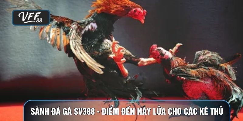 sảnh đá gà sv368