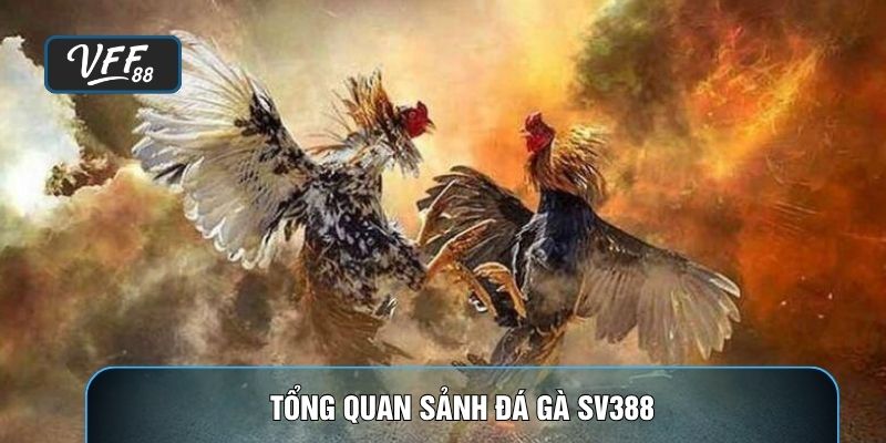 Tổng quan sảnh đá gà SV368