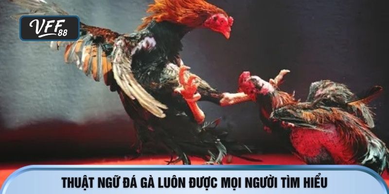 Thuật ngữ đá gà luôn được mọi người tìm hiểu